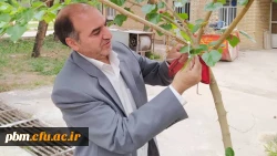 نامگذاری درختان پردیس شهید بهشتی به یاد شهدای تربیت معلم و همکاران درگذشته دانشگاه فرهنگیان خراسان رضوی