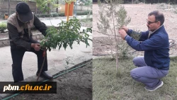 نامگذاری درختان پردیس شهید بهشتی به یاد شهدای تربیت معلم و همکاران درگذشته دانشگاه فرهنگیان خراسان رضوی