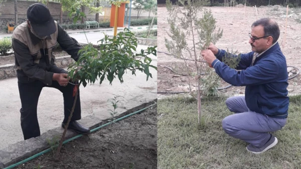 نامگذاری درختان پردیس شهید بهشتی به یاد شهدای تربیت معلم و همکاران درگذشته دانشگاه فرهنگیان خراسان رضوی