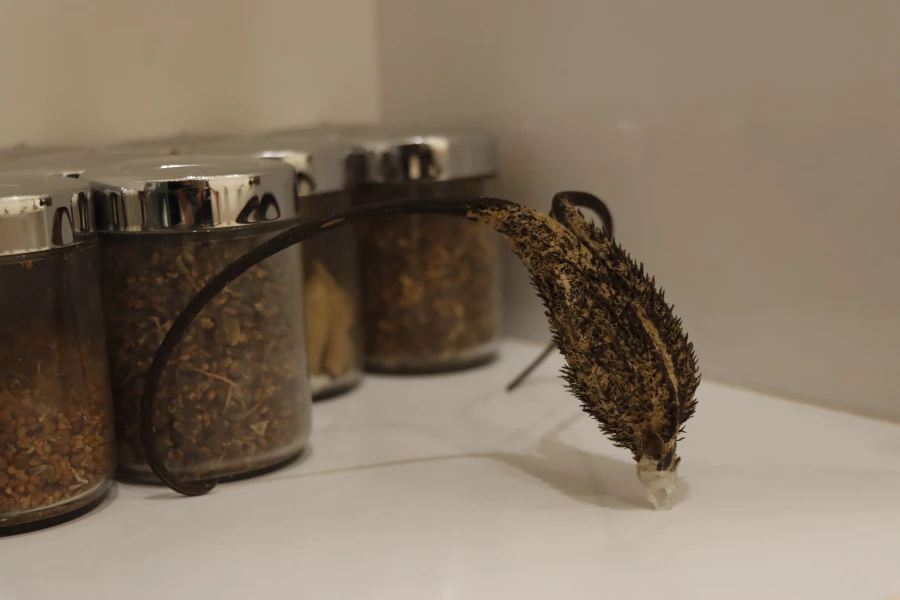 میکروسکوپی دانشگاه فرهنگیان شهید بهشتی  2